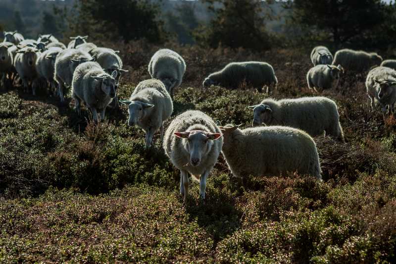 schapen