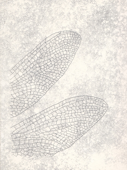dragonfly wings