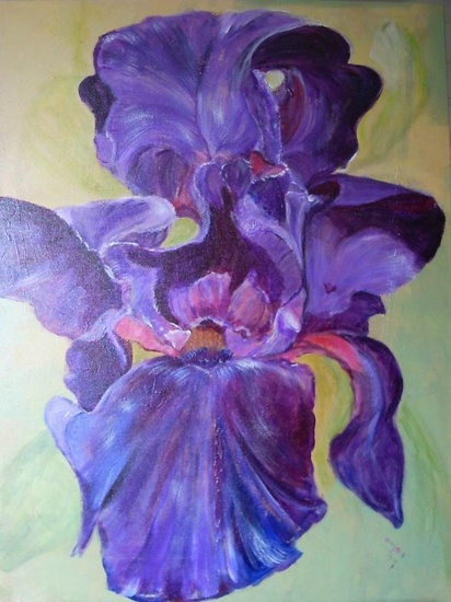 Iris paars