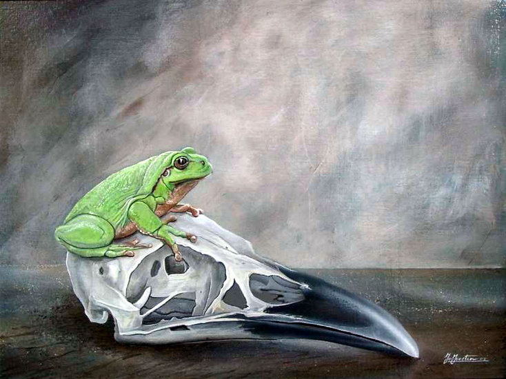 boomkikkertje op vogelschedel