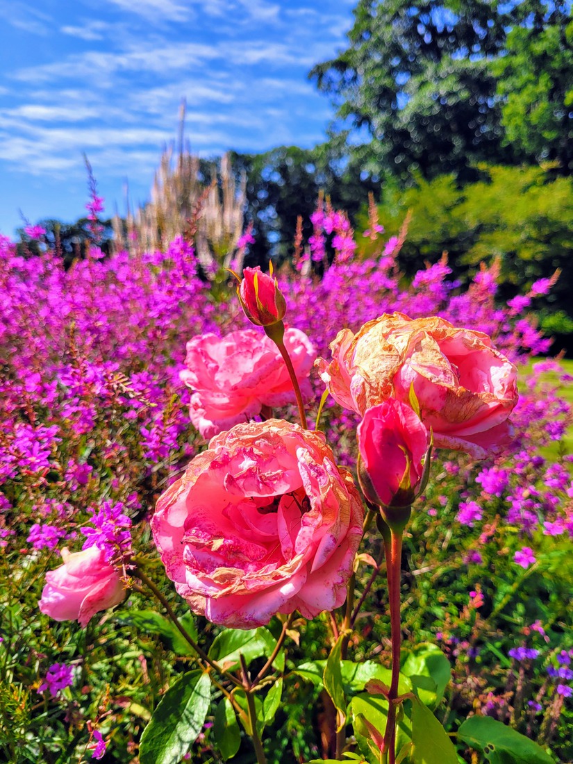 La vie en rose