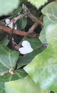 In deze groep zijn zowel onbewerkte als bewerkte foto's te zien.