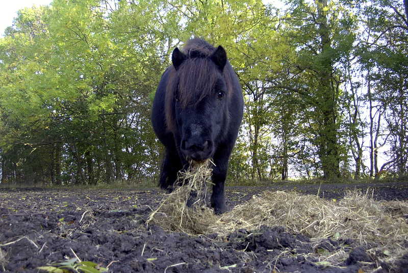 Bobby met plukje hooi