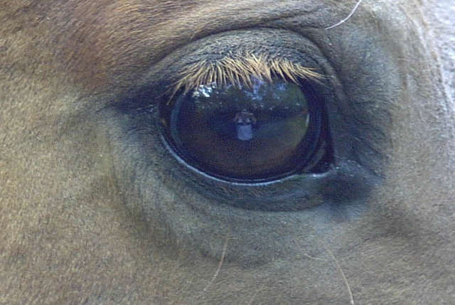 Paarden oog met mijzelf erin