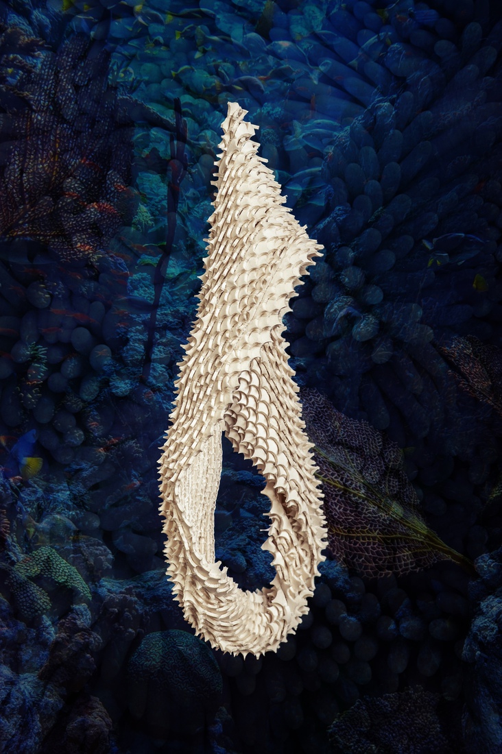 H.01 Chlorophyta acuti