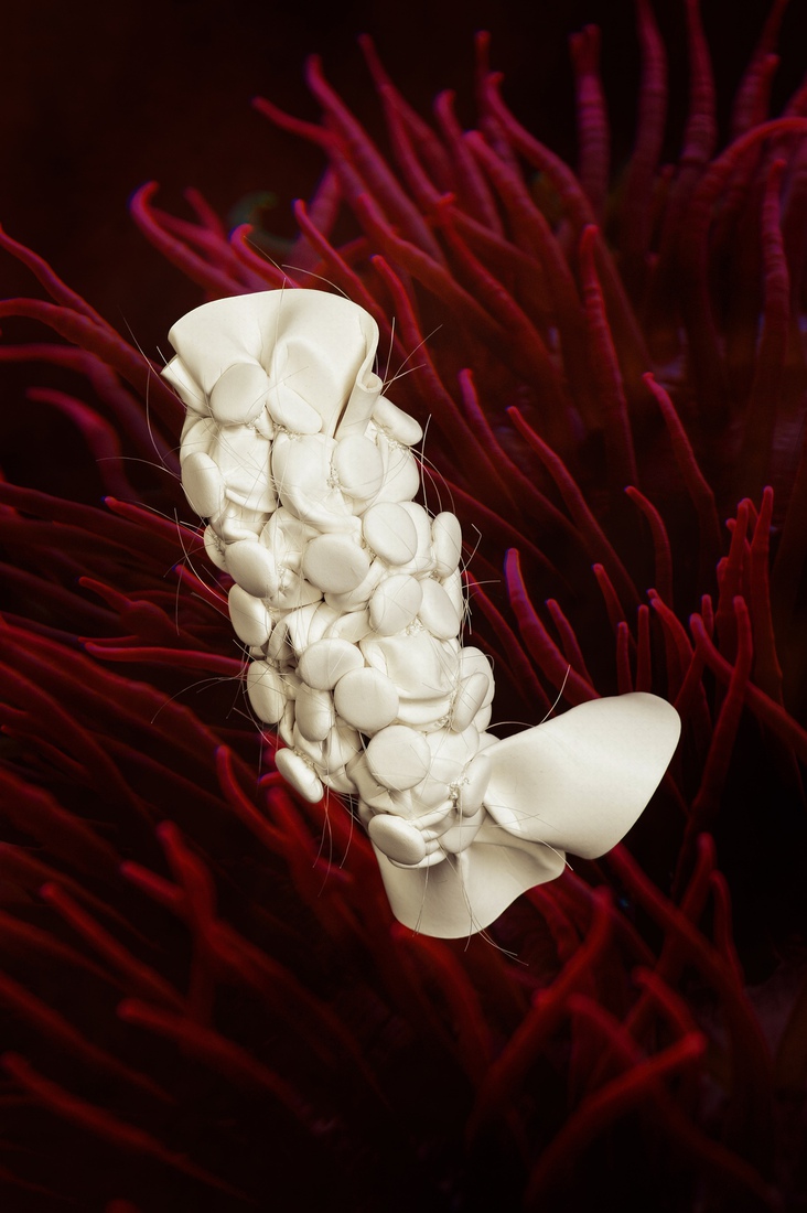 C.06 Holothuria Bullarum filum