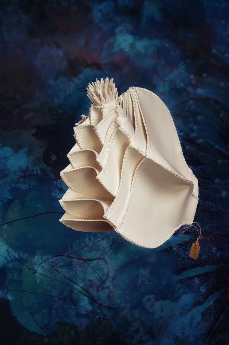 A.01 Actinia gracilis