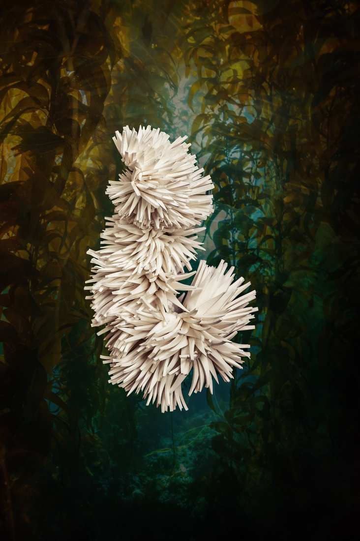 D.01 Crustam echinus