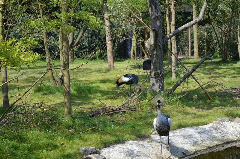 Blijdorp