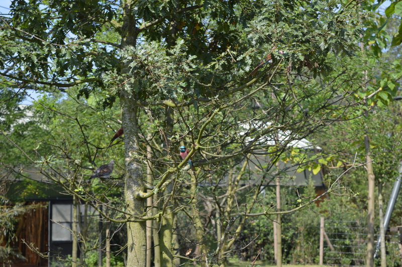 Blijdorp