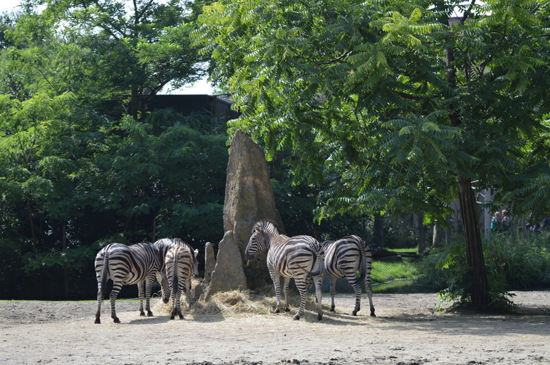 Blijdorp
