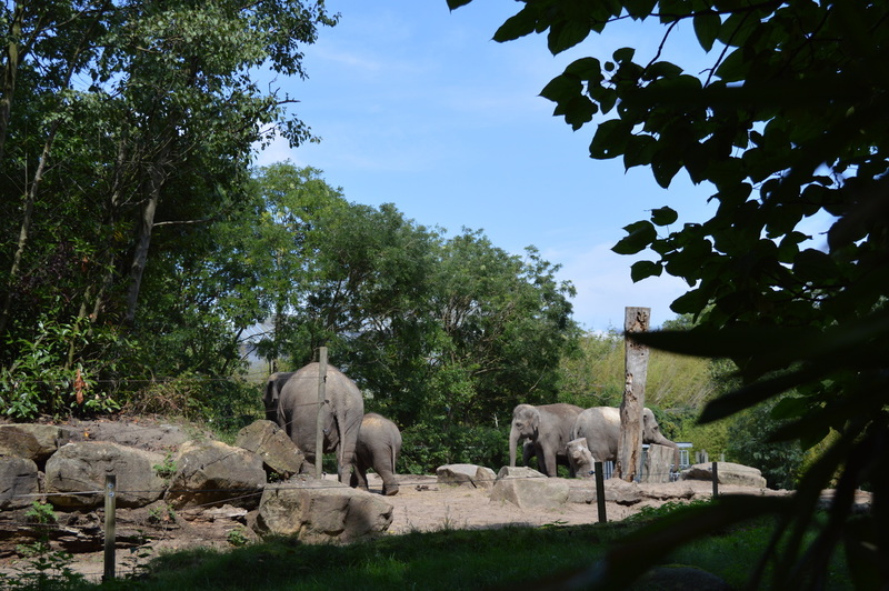 Blijdorp