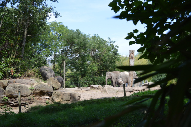 Blijdorp