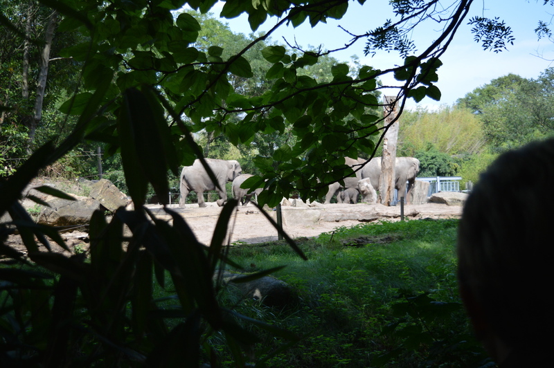 Blijdorp