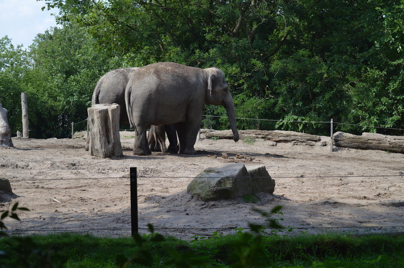 Blijdorp
