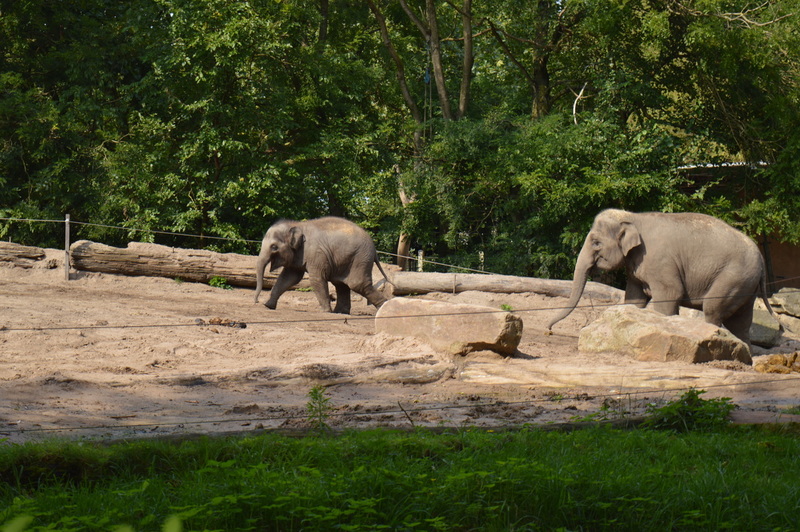 Blijdorp