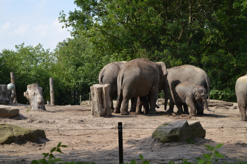 Blijdorp