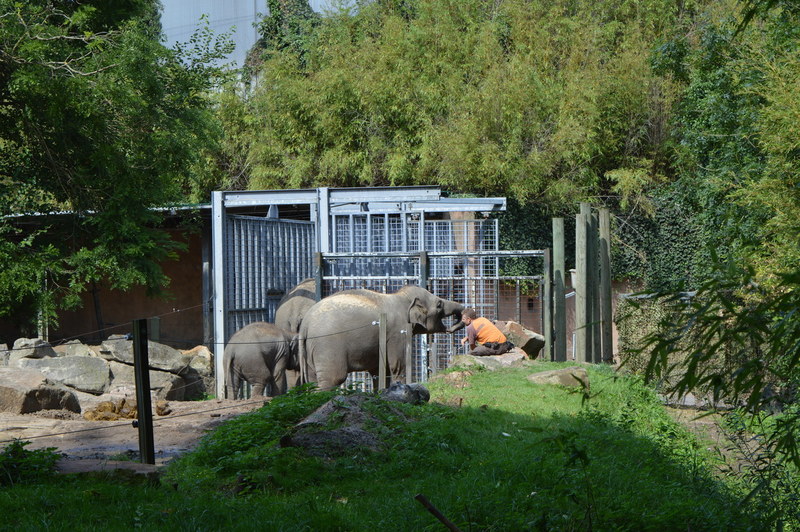 Blijdorp