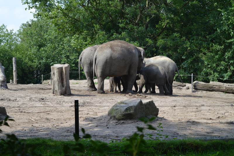 Blijdorp