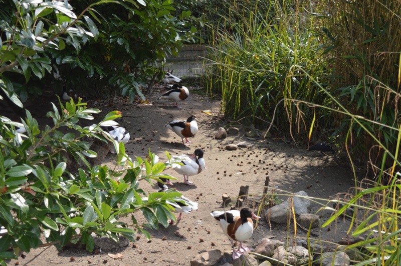 Blijdorp