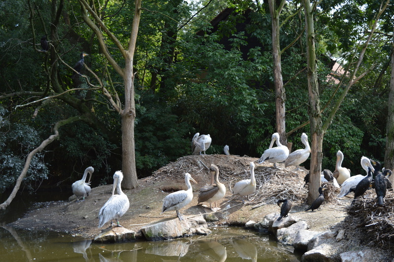 Blijdorp