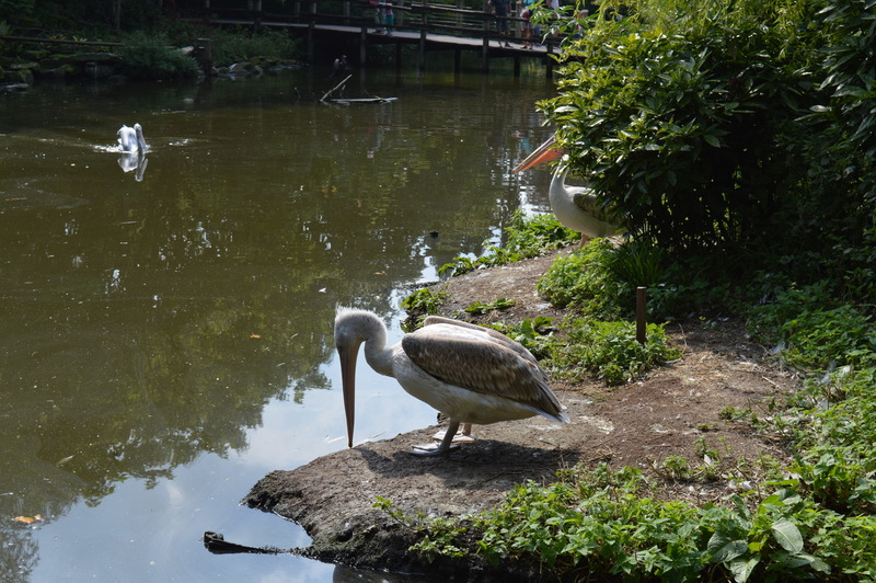 Blijdorp