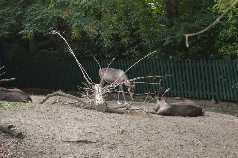 Blijdorp