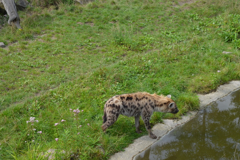 Blijdorp