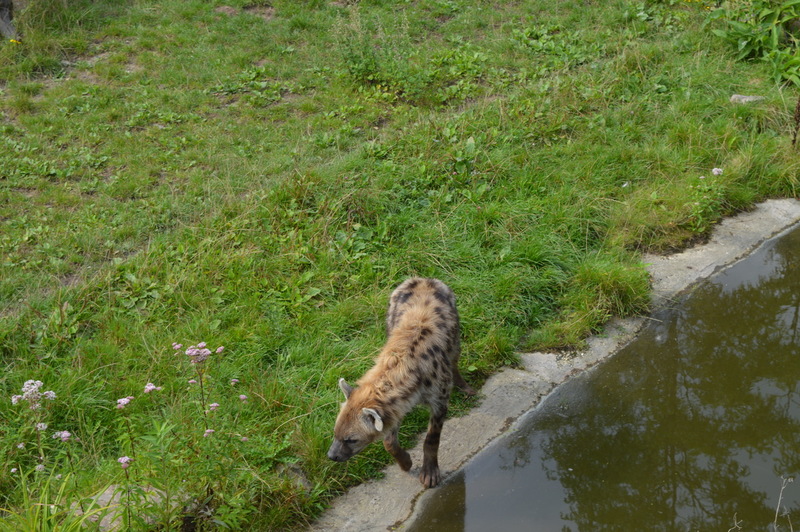 Blijdorp