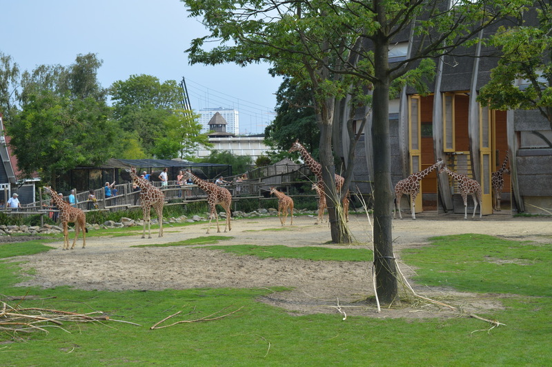 Blijdorp