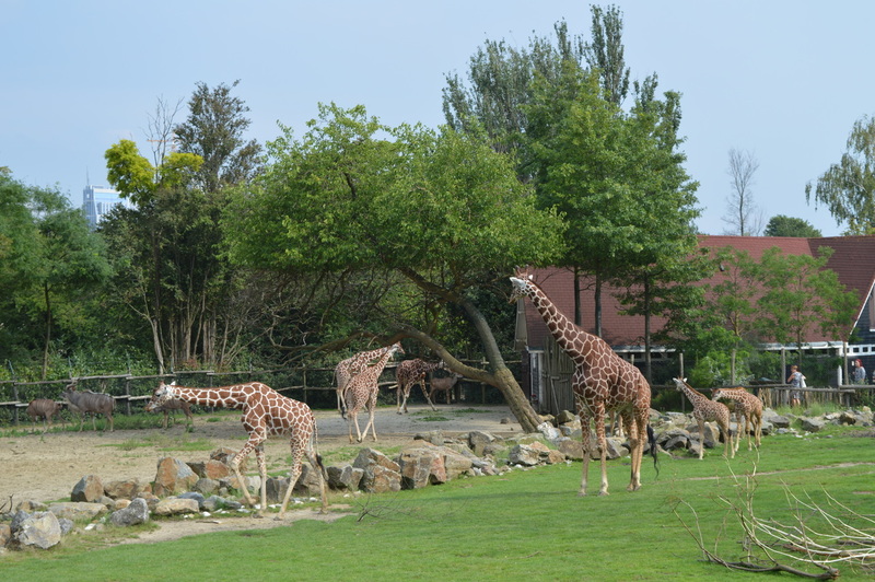 Blijdorp