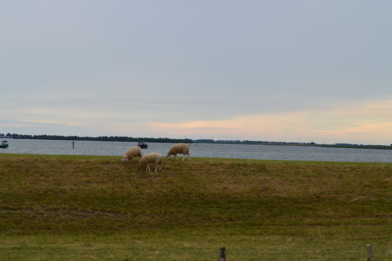 kop van t hoofd 1-8-16