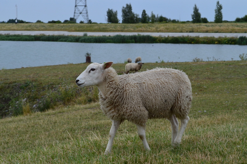kop van t hoofd 1-8-16