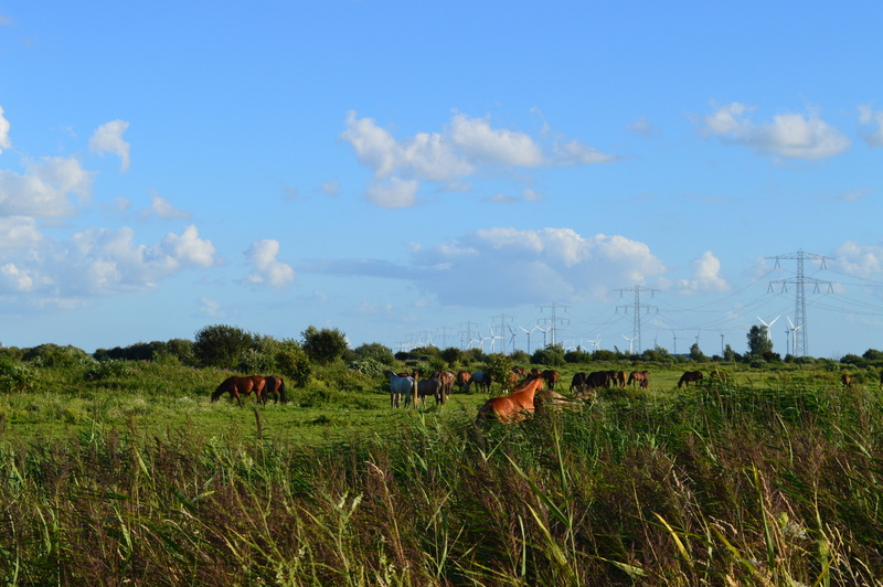 kop van t hoofd 9-8-16