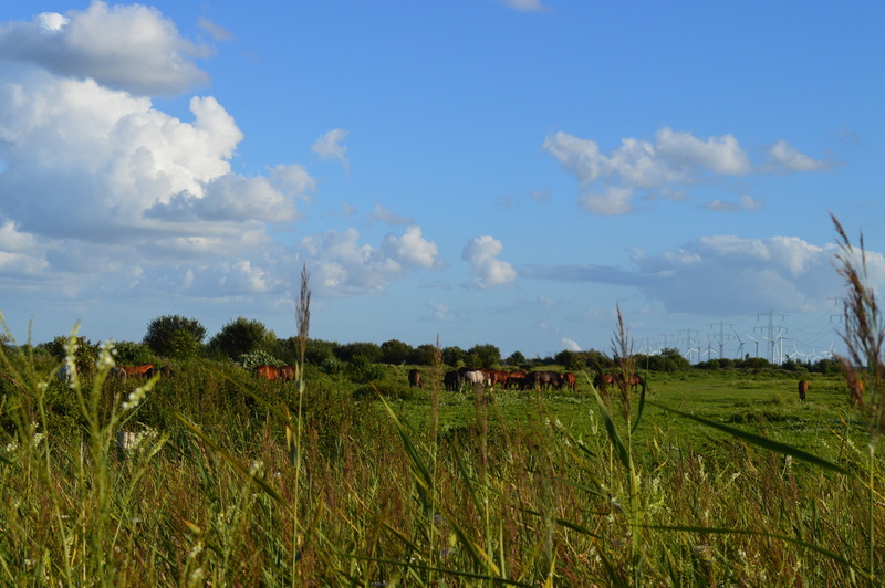 kop van t hoofd 9-8-16