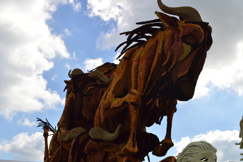 Wildebeest - Stuivezand