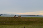 kop van het hoofd is een natuurgebied in bergen op zoom bij de binnenschelde en bergs diep.