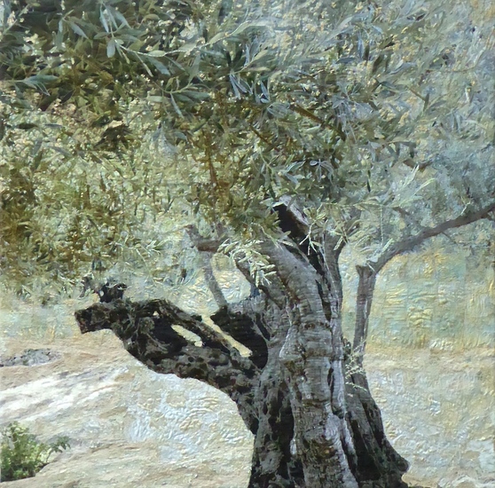 Eeuwenoude olijfboom