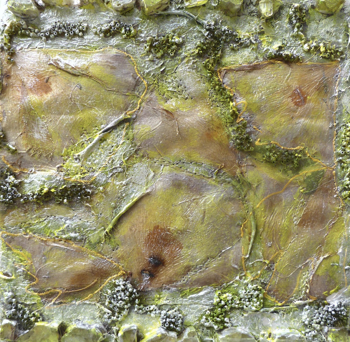 Natuurassemblage klaprozen