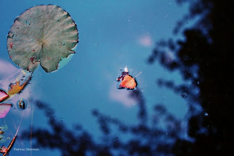 eenzaam blaadje in het water