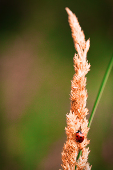 lief heersbeesje op graan