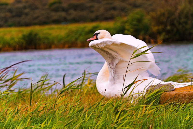 zwaan spreidt zijn vleugels