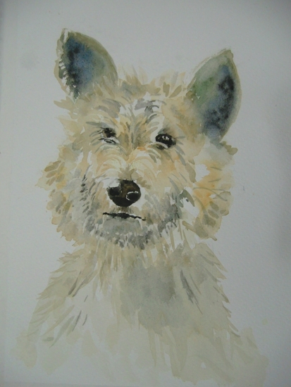 Cairn Terrier