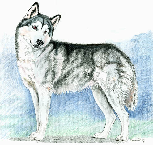 Siberische Husky