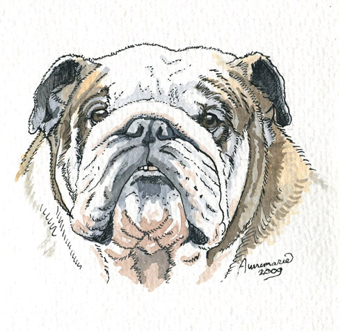 Engelse Bulldog
