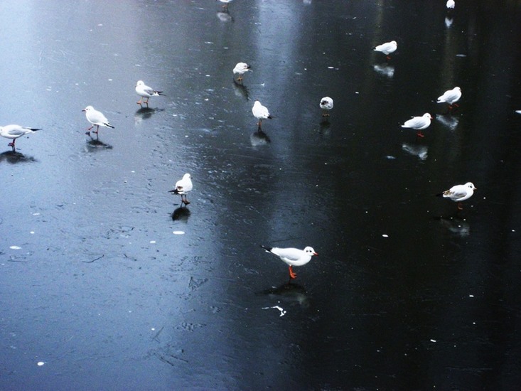 Seagulls waiting and waiting