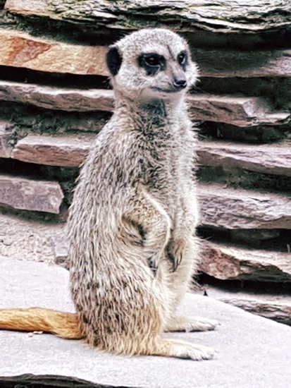 Meerkat