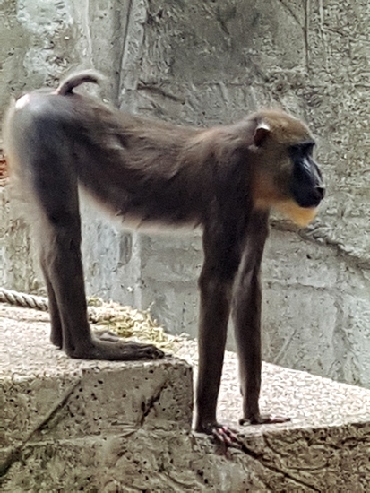 Baboon