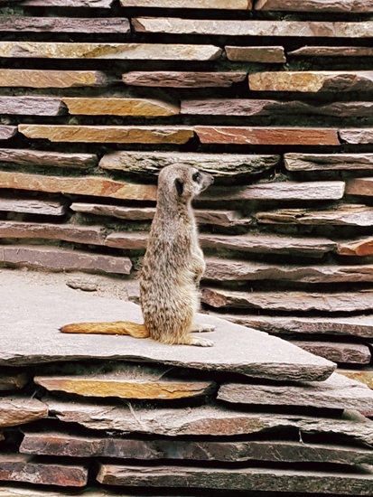 Meerkat2