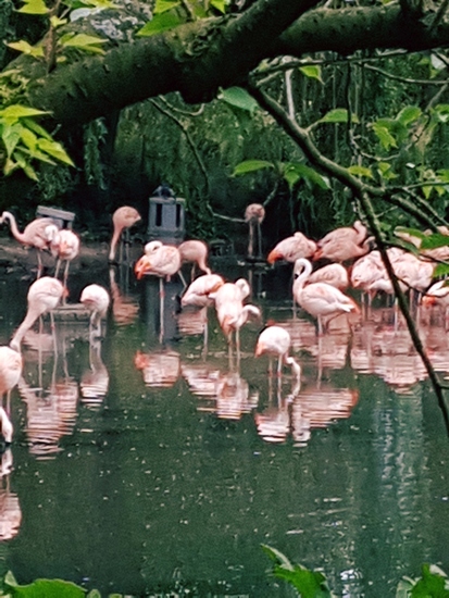 Flamingos